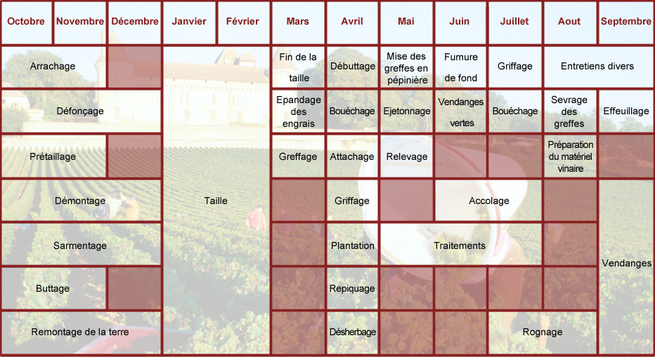 Le calendrier des travaux de la vigne en Bourgogne