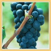 Pinot Noir - Burgundy
