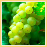Chardonnay - Burgundy