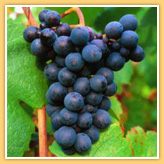gamay - Burgundy