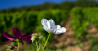 « En route vers les Bourgognes » : your essential guide ! « En route vers les Bourgognes » : your essential guide !