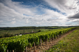 The Village of Fleys in the wine-growing region of Chablis © BVIB / IBANEZ A