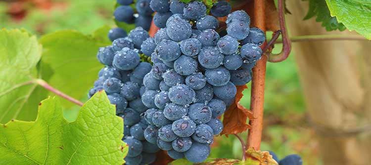 Millésime 2008 - L’échappée belle des vins de Bourgogne