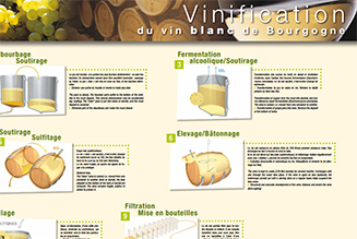 Poster: Making white wines