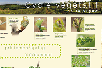 Poster -  The growth cycle of the vines