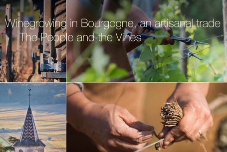 Winegrowing in Bourgogne, an artisanal trade : The People and the Vines