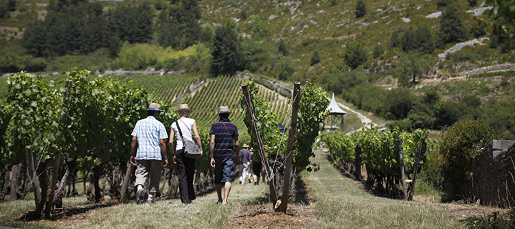 Hikers and locals in harmony in Bourgogne vines