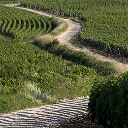 Road in the Côte de Nuits vineyard - © BIVB / Jean-Louis Bernuy