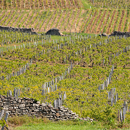 Climat "Le Clos", vignoble de Pouilly-Fuissé - © BIVB / Michel Joly