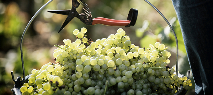 white grape in Bourgogne