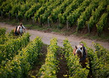 Vigne de bourgogne-labour
