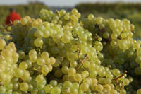 ONE_YEAR_ON_THE_2009_VINTAGE_IS_LIVING_UP_TO_EXPECTATIONS