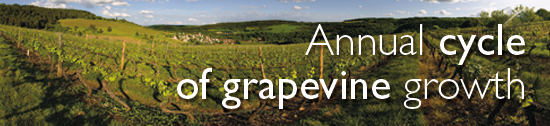 The work of the vineyard in Burgundy / Bourgogne