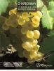 BOURGOGNE GRAPE VARIETIES POSTER - CHARDONNAY