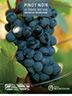 BOURGOGNE GRAPE VARIETIES POSTER  - PINOT NOIR