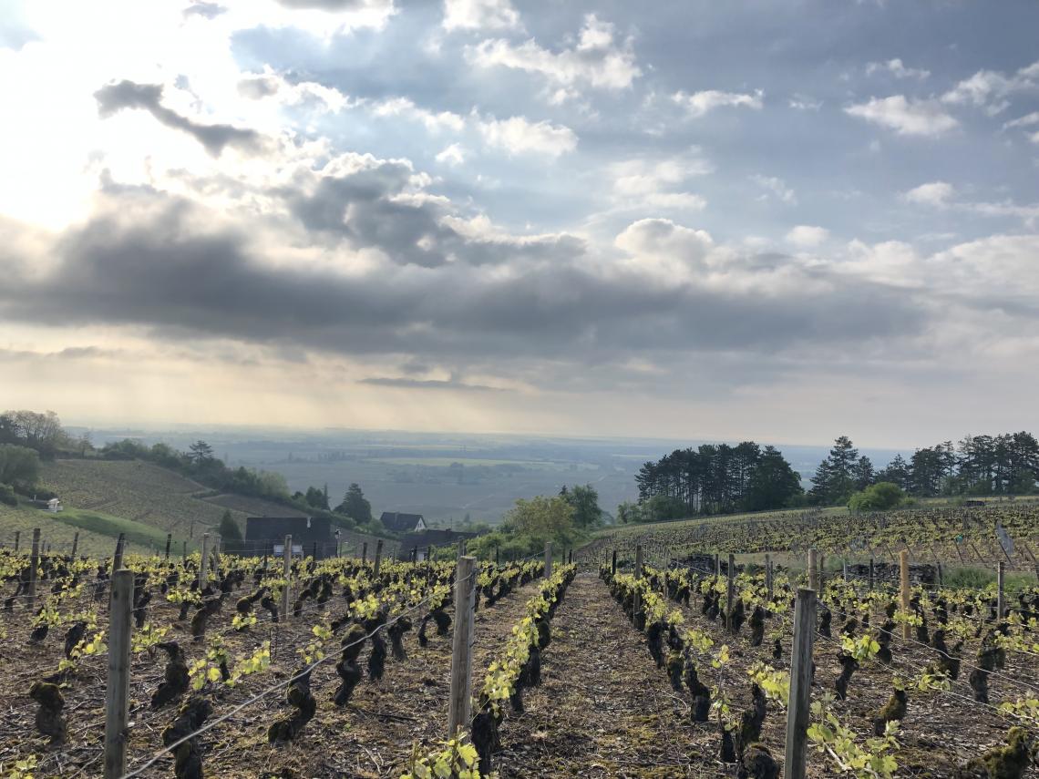 Vignes poulleau Poulleau Michel père et fils