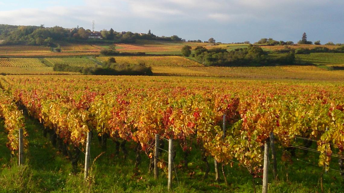 Les coteaux en automne Le millésime 2019 en fermentation Le domaine Davanture