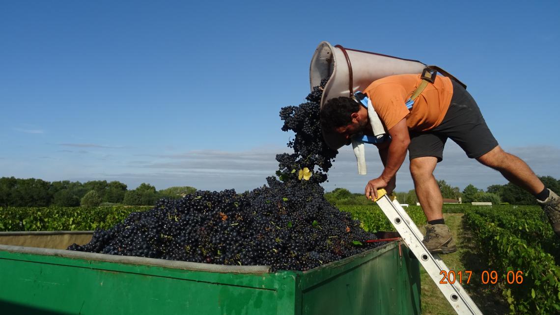 Vendanges