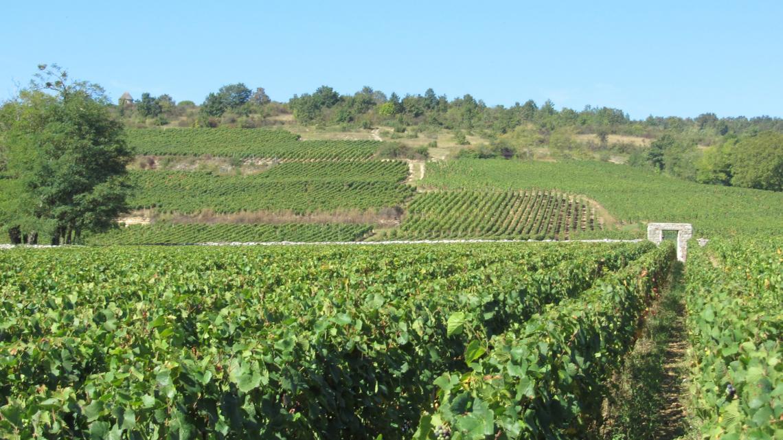 Clos du Vernoy et Grande Berge 1er cru  PORTE DU CLOS DU VERNOY 1er cru