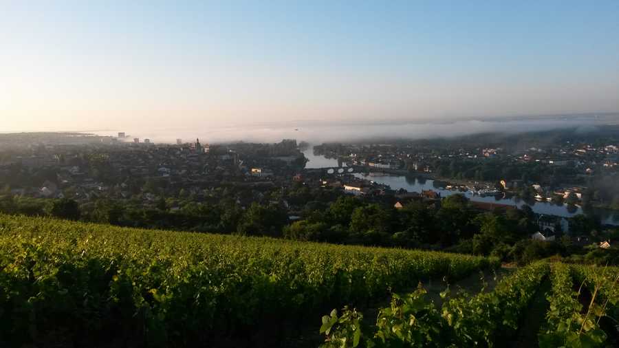 Vignes du Domaine Lepage Christophe