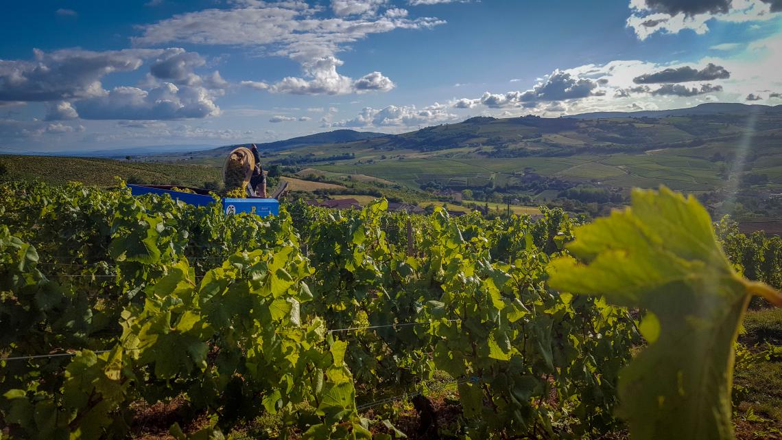 Vendanges aux Crais Les futs du Domaine Debourrement