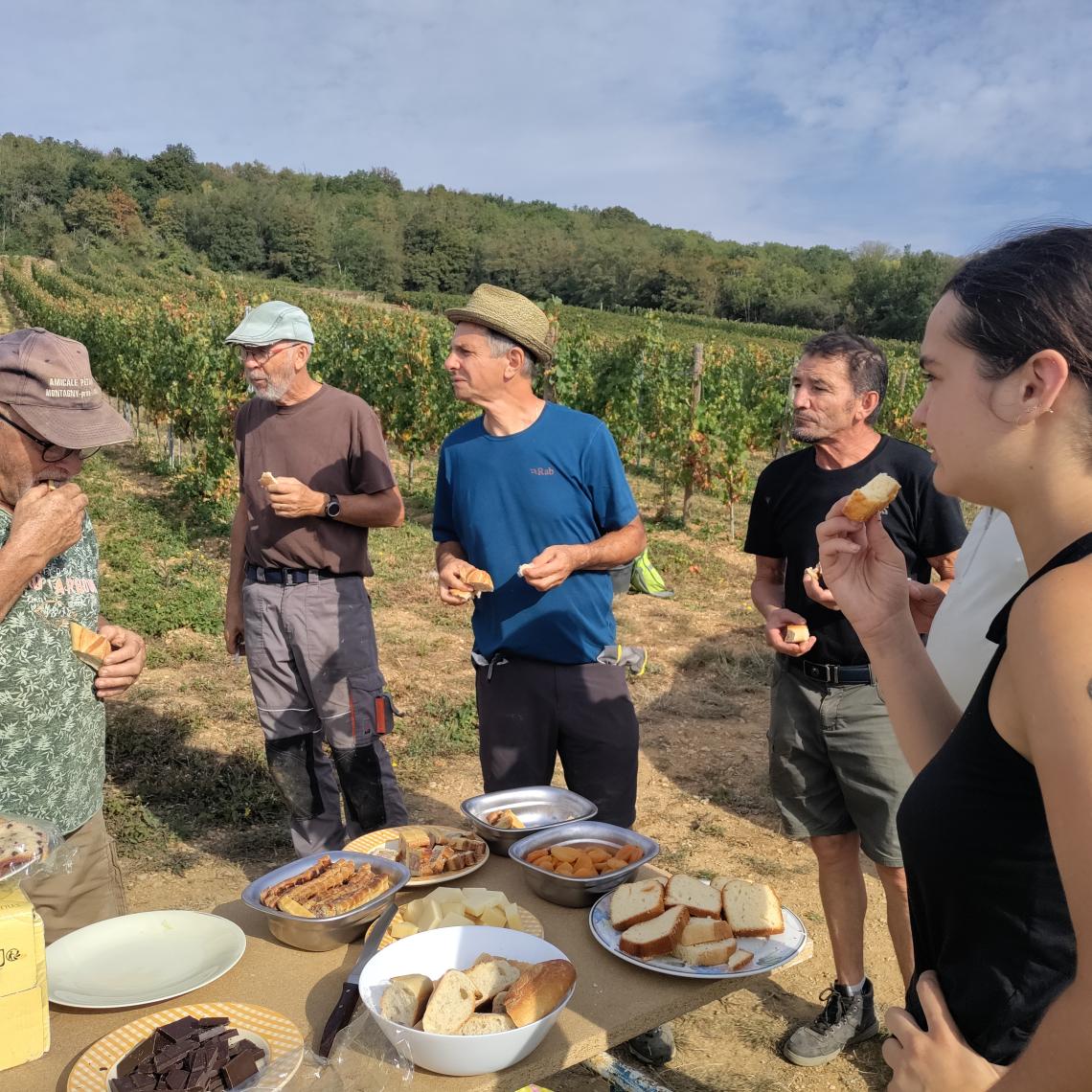 Pause Vendanges DECUVAGE des rouges GAMME 22 Observation du vignoble