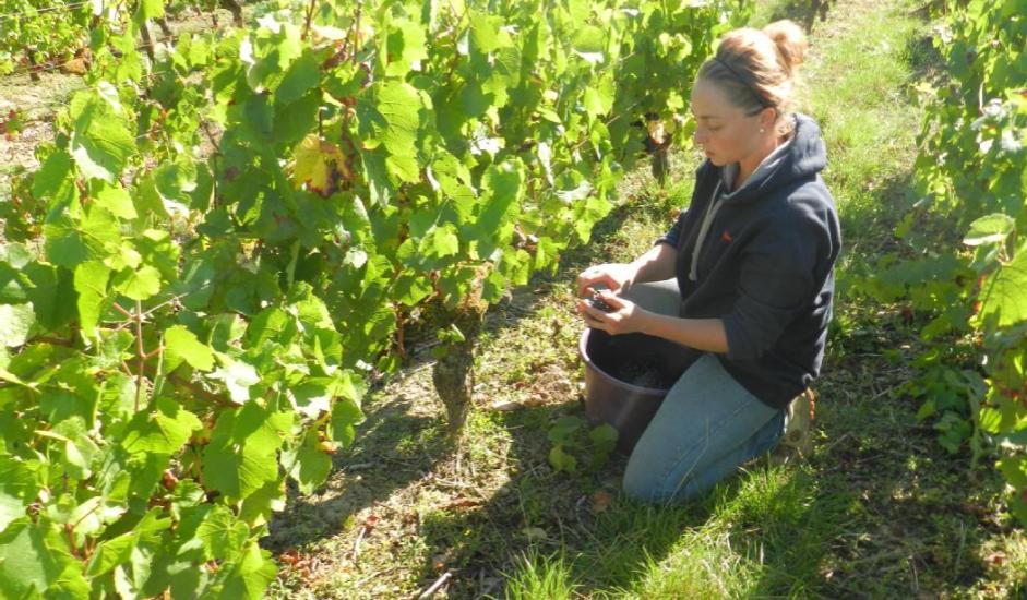 des-vendanges-catastrophiques-pour-les-coteaux-du-giennois-2875101