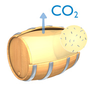 Malolactic Fermentation