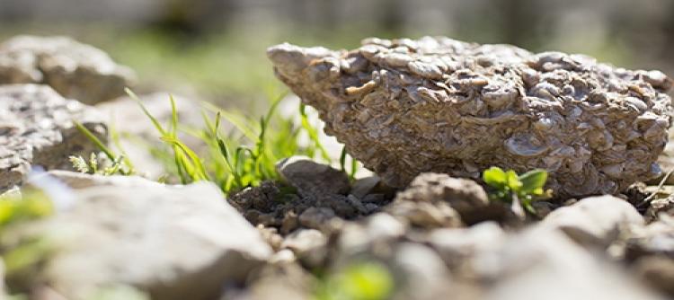 New: An essential book for understanding Chablis