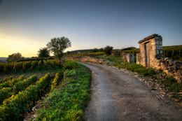 © BIVB / IBANEZ A. Tourist road in the vineyard of Pommard