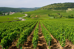 L'oenotourisme et la Route des Vins © BIVB