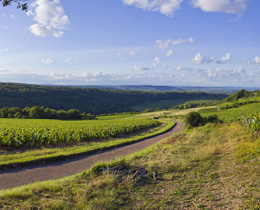 © BVIB / BAUDOUIN M. The Village of Bouzeron in the wine-growing region