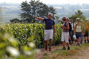 The Climats of the Bourgogne wine region