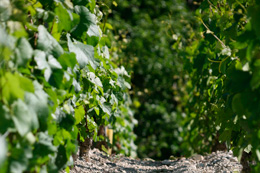 © BIVB / ARMELLEPHOTOGRAPHE.COM Vine row in the wine growing region Auxerrois