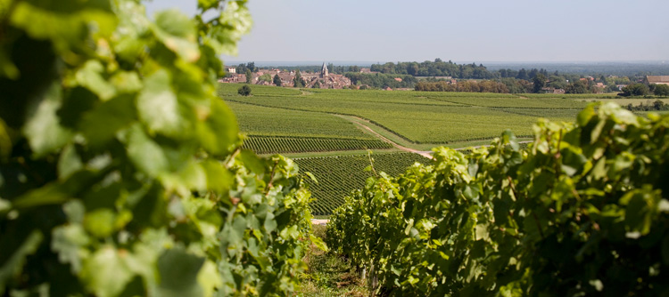 © BIVB / ARMELLEPHOTOGRAPHE.COM Landscape in a wine growing 