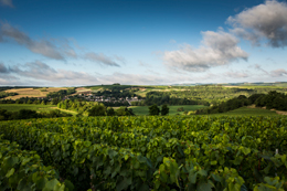 Landscape in the wine growing region of Chablis : Chichée © BIVB / IBANEZ A.