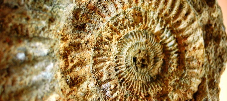 © BIVB / GESVRES Ammonite in the Chablis wine region