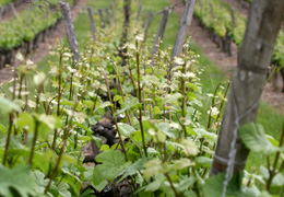 Paysage dans le vignoble de la Côte de Beaune © BIVB / ARMELLEPHOTOGRAPHE.COM 