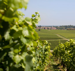 © BIVB / ARM.COM Parcel in the wine growing region of the Côte Chalonnaise.