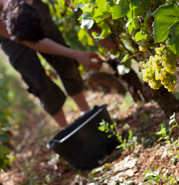 © BIVB / ARM.COM Harvest in Burgundy.