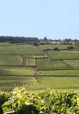 © BIVB / ARM.COM Landscape in the wine growing region in the Côte de Beaune.