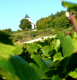 © SUCHAUT C Landscape in the wine growing region of the Chatillonnais.
