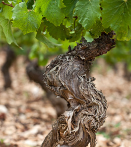 © BIVB / ARMELLEPHOTOGRAPHE Ground and vinestock in Burgundy vineyards.