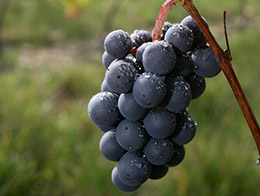 Gamay grape