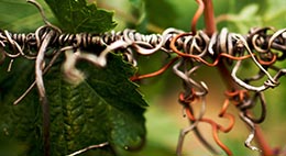 Vineyard in Bourgogne