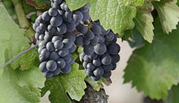 Pinot Noir grapes in Bourgogne 