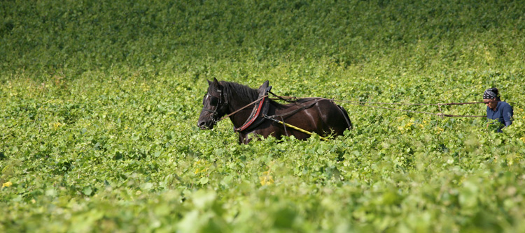 © BIVB / ARMELLEPHOTOGRAPHE.COM Live vineyard work