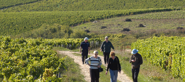 © BIVB / MONNIER H Landscape readings in the vineyards