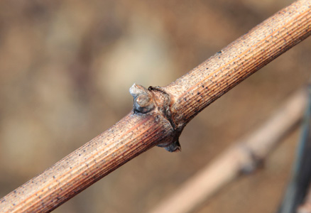 Winter buds