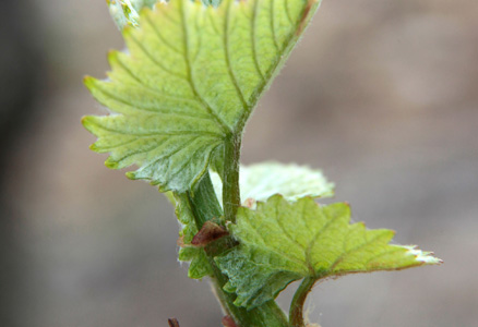 Bourgogne wines - Leaves unfold